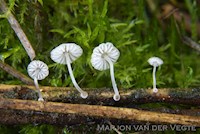 Schijfsteelmycena